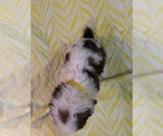 Small Photo #3 Saint Bernard Puppy For Sale in WOODBRIDGE, CT, USA