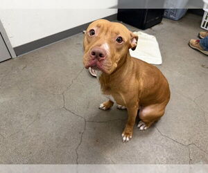 American Pit Bull Terrier-American Staffordshire Terrier Mix Dogs for adoption in Berkeley , CA, USA