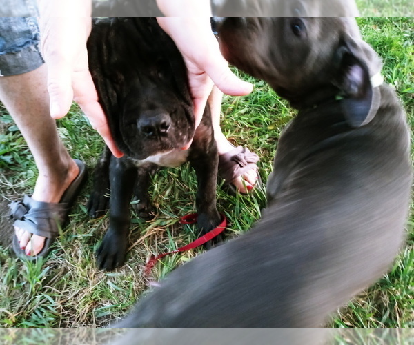 Medium Photo #8 Cane Corso Puppy For Sale in SPRINGFIELD, MO, USA