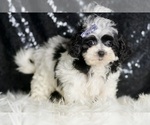 Small Photo #54 Maltipoo Puppy For Sale in WARSAW, IN, USA