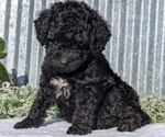 Small #3 Poodle (Toy)