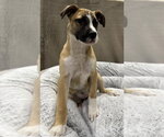 Small #7 German Shepherd Dog Mix