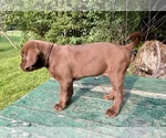 Small #2 Labrador Retriever