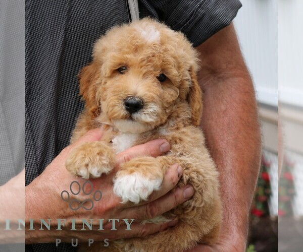 Medium Photo #5 Goldendoodle (Miniature) Puppy For Sale in GORDONVILLE, PA, USA