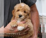 Small #4 Goldendoodle (Miniature)