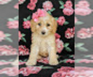 Cock-A-Poo Puppy for sale in BIRD IN HAND, PA, USA