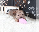 Small #3 Shorkie Tzu