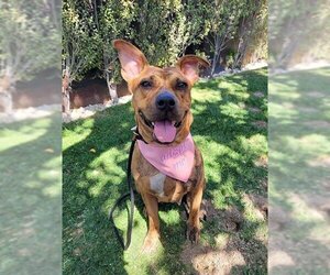 Avia - Female American Staffordshire Terrier-Boxer Mix Dog for Adoption - Photo #5