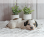 Puppy Pez Dachshund