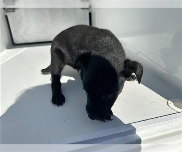 Medium Photo #1 Chihuahua-Unknown Mix Puppy For Sale in Houston, TX, USA