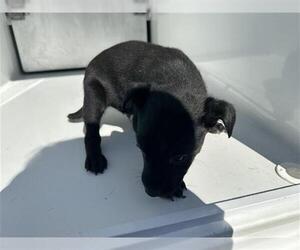 Chihuahua-Unknown Mix Dogs for adoption in Houston, TX, USA