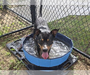 TOBY - Male Rottweiler-Unknown Mix Dog for Adoption