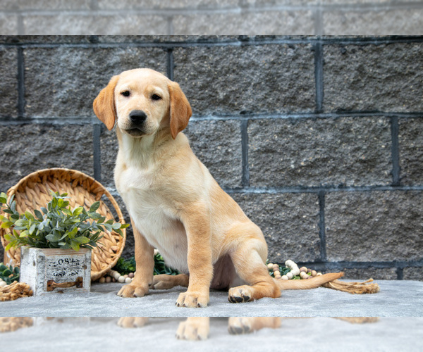 Medium Photo #22 Labrador Retriever Puppy For Sale in MILLERSBURG, OH, USA