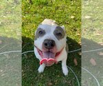 Small #3 American Pit Bull Terrier Mix