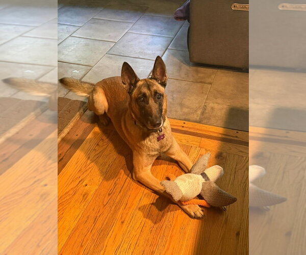 Medium Photo #1 Mutt Puppy For Sale in Imlay City, MI, USA
