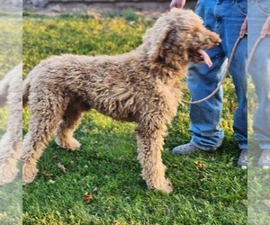 Father of the Goldendoodle-Poodle (Standard) Mix puppies born on 08/13/2023