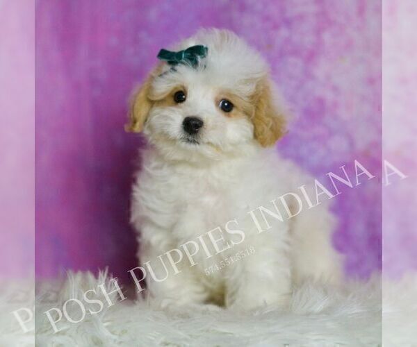 Medium Photo #4 Maltipoo (Miniature) Puppy For Sale in WARSAW, IN, USA