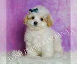 Small Photo #92 Maltipoo (Miniature) Puppy For Sale in WARSAW, IN, USA