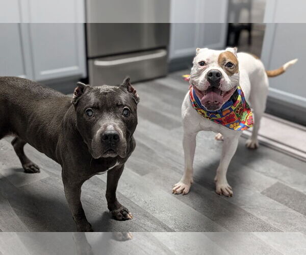 Medium Photo #11 American Staffordshire Terrier-Boxer Mix Puppy For Sale in Caribou, ME, USA