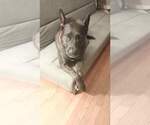 Small #5 American Pit Bull Terrier-German Shepherd Dog Mix