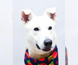 Shepradors Dogs for adoption in Sanford, FL, USA
