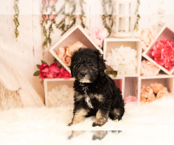 Medium Photo #4 Poodle (Toy) Puppy For Sale in WARSAW, IN, USA