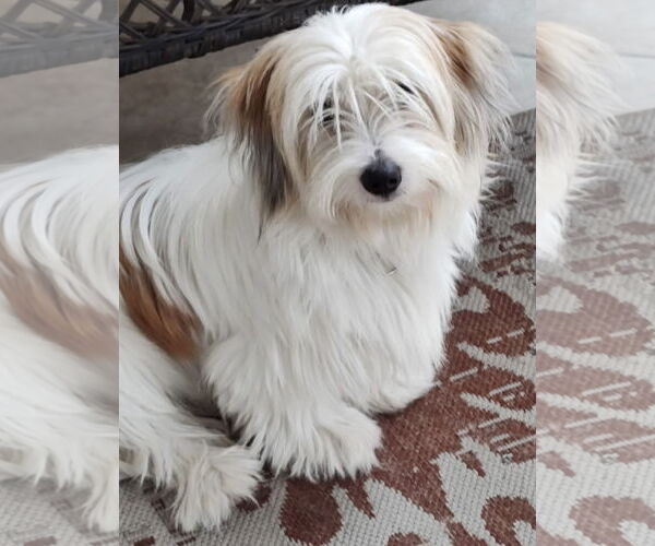 Medium Photo #1 Mutt Puppy For Sale in Valrico, FL, USA