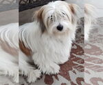 Small Mutt
