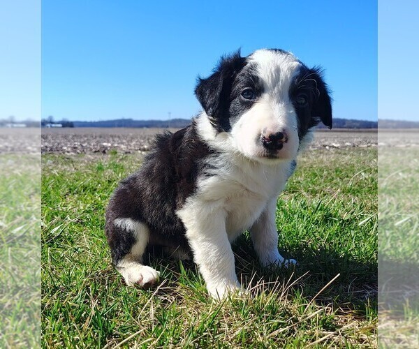 Medium Photo #6 Border Collie Puppy For Sale in NORBORNE, MO, USA