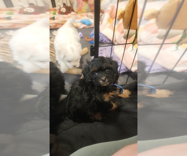 Medium Photo #2 Poo-Shi Puppy For Sale in RICHMOND, MO, USA