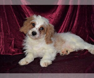 Cavapoo Puppy for sale in BARNESVILLE, KS, USA