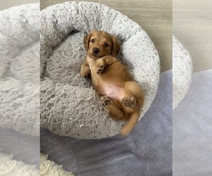 Dachshund Puppy for sale in SAN DIEGO, CA, USA