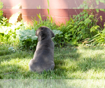 Small Photo #11 Cane Corso Puppy For Sale in WAKARUSA, IN, USA