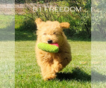 Puppy Freedom Goldendoodle (Miniature)