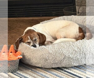 Texx - Male Doxle Dog for Adoption - Photo #3