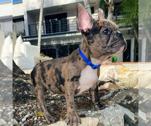 French Bulldog Puppy for sale in MIAMI BEACH, FL, USA