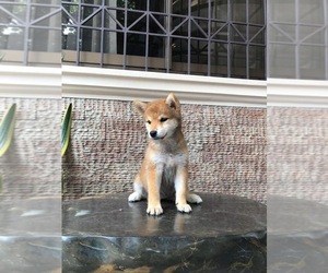 Shiba Inu Puppy for sale in Ottawa, Ontario, Canada