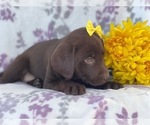 Small Photo #15 Labrador Retriever Puppy For Sale in LAKELAND, FL, USA