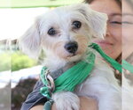 Small #6 Maltese Mix