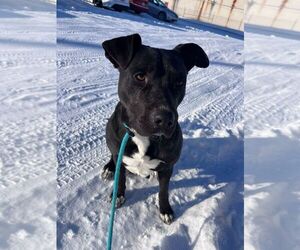 Mutt Dogs for adoption in Calgary, Alberta, Canada