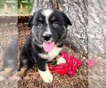 Small Photo #3 Australian Shepherd Puppy For Sale in GRAND RAPIDS, MN, USA