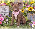Small Photo #4 Labrador Retriever-Unknown Mix Puppy For Sale in Yardley, PA, USA