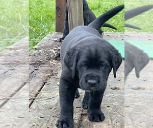 Labrador Retriever Puppy for sale in KELSO, WA, USA