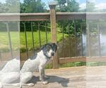 Small #5 American Foxhound-Beagle Mix