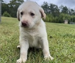 Small Photo #22 Shepradors Puppy For Sale in LEXINGTON, SC, USA