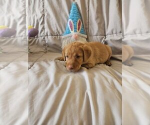 Medium Labrador Retriever