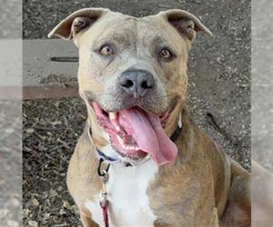 American Pit Bull Terrier Dogs for adoption in Santa Barbara, CA, USA