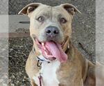 Small American Pit Bull Terrier