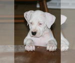 Small Photo #4 Dogo Argentino Puppy For Sale in BRUCE, WI, USA