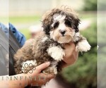 Small #5 ShihPoo